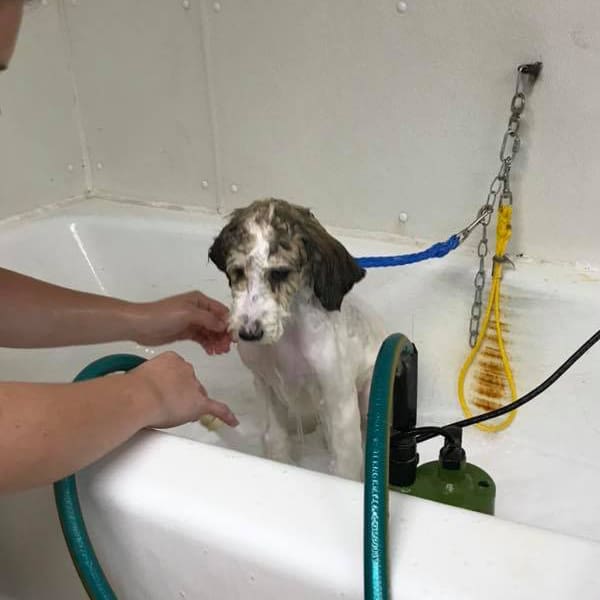 Appleton DIY Dog Grooming