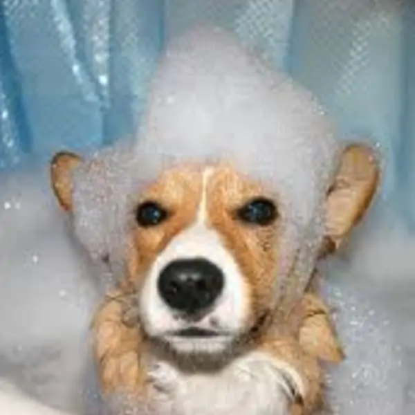 Fox Cities DIY Dog Baths
