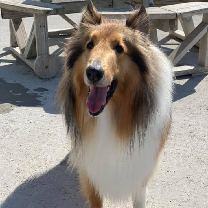 Fox Cities Dog Groomers